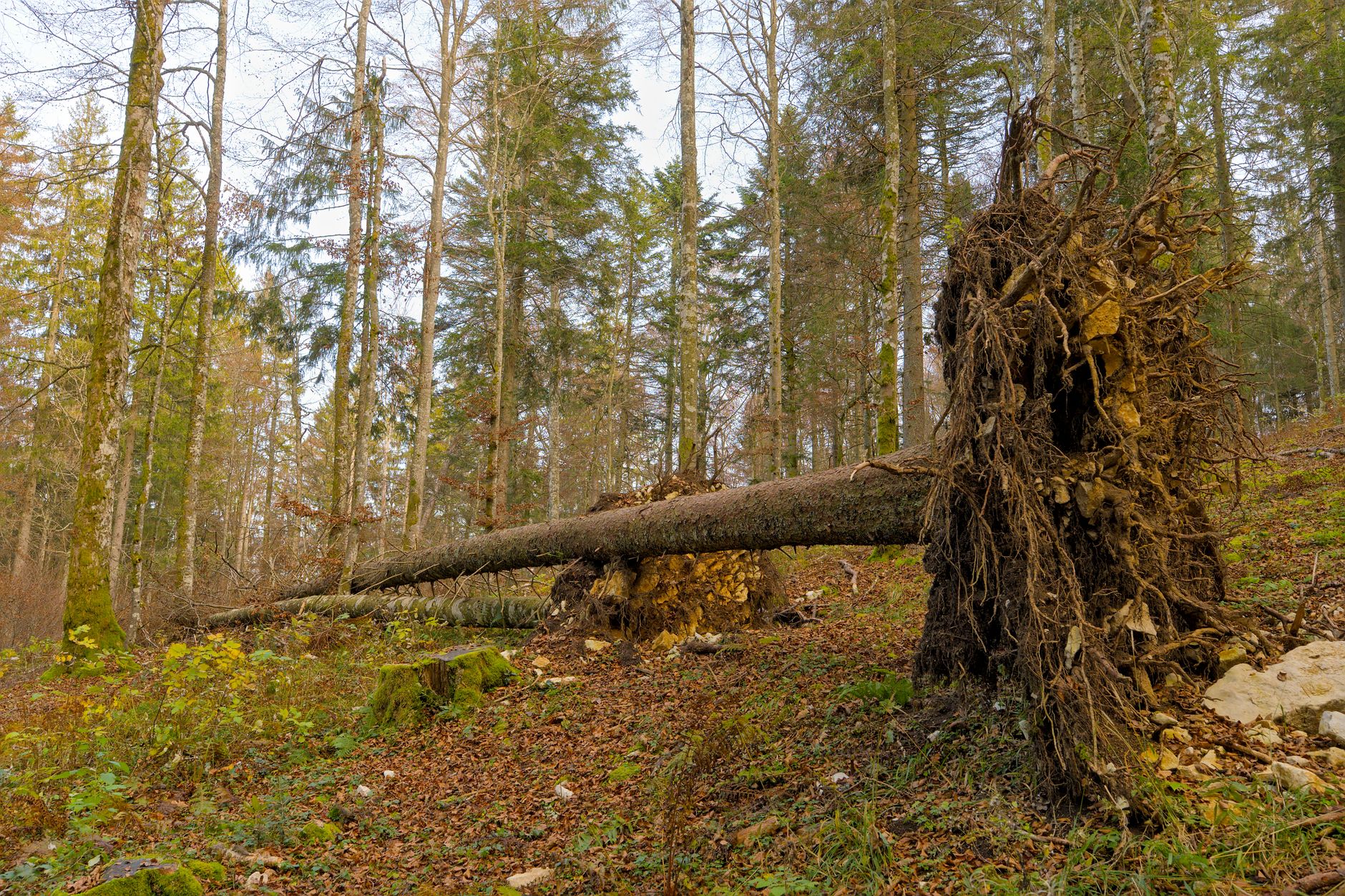 Enlèvement arbre urgence à Béziers